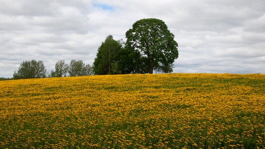 Sonchus oleraceus meadow flowers