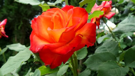 Rose orange flower buds photo