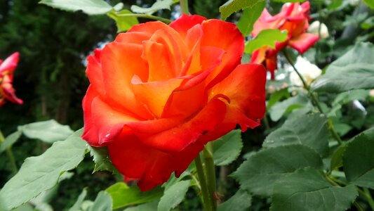 Rose orange flower buds