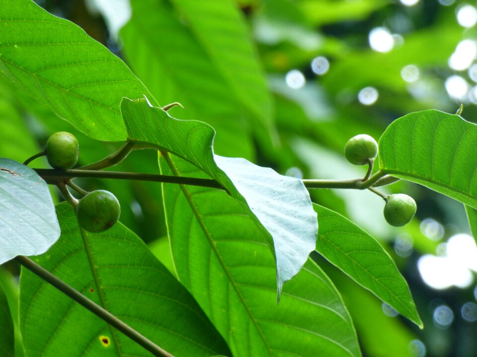 Tree environment