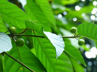 Tree environment