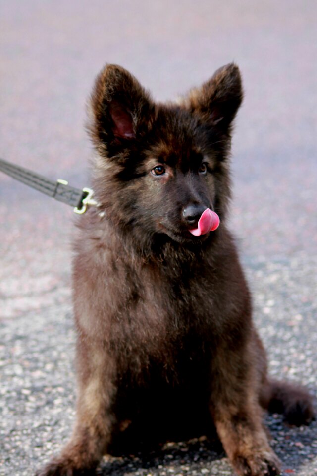 Cute lovely german shepherd