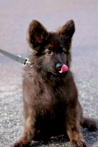 Cute lovely german shepherd