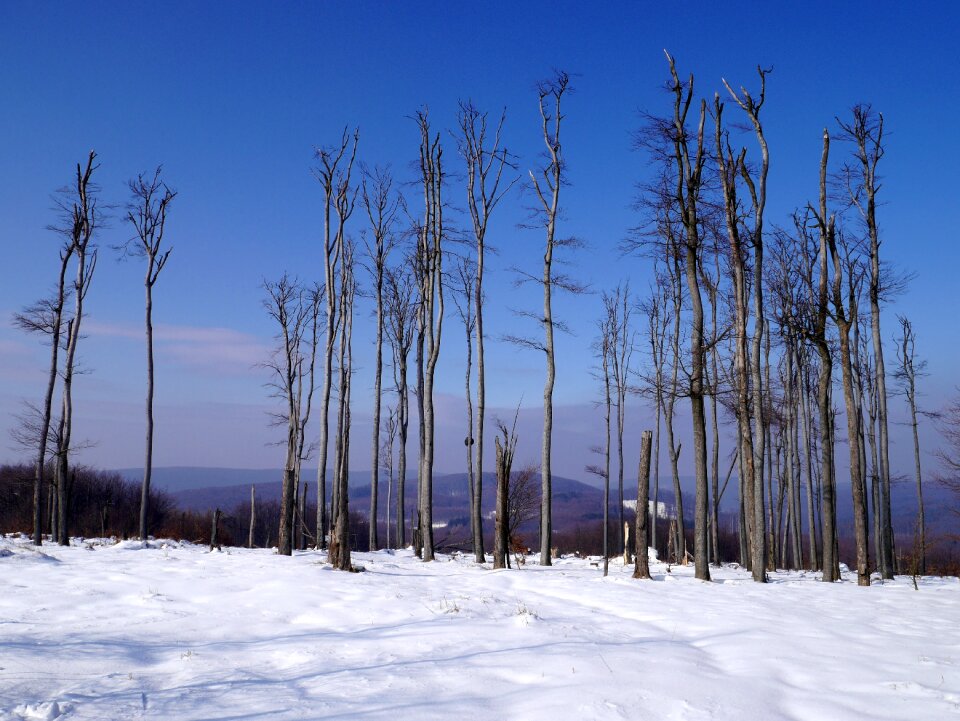 Little carpathians trees forest