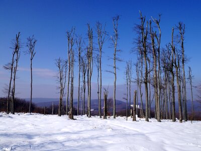 Little carpathians trees forest