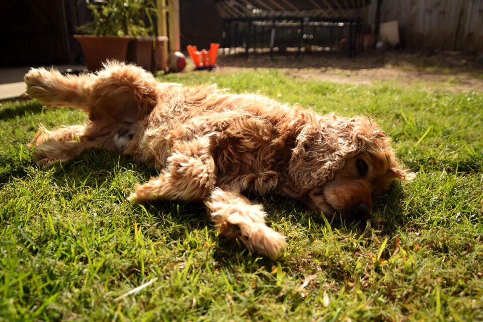 Puppy lying on the grass brown fur