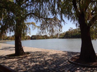 Trees groves of palermo buenos aires photo