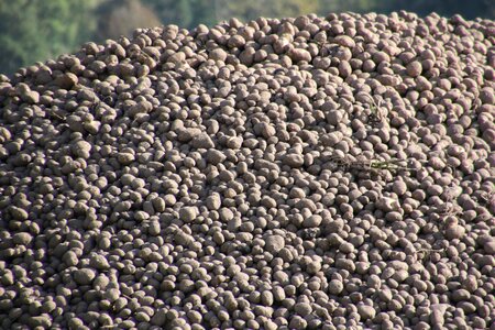 Pile lot harvest photo