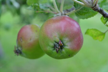 Orchard healthy mat