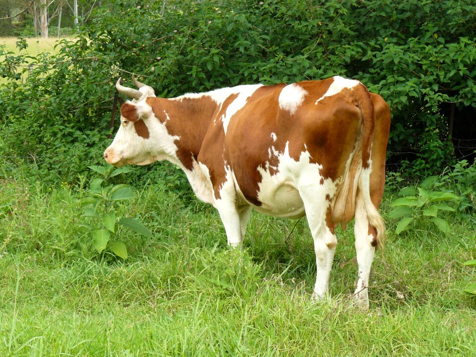Dairy cattle mammal