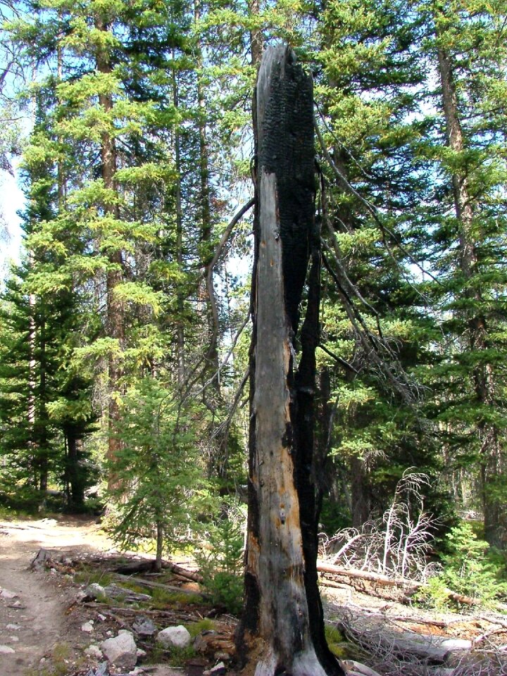 Charcoal tree green fire