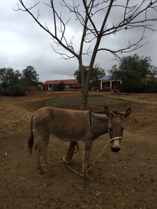 Farm livestock animal photo