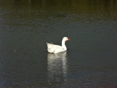 Groves of palermo waterfowl white bird