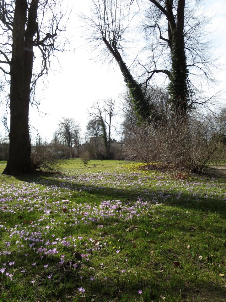 Early bloomer spring flowers