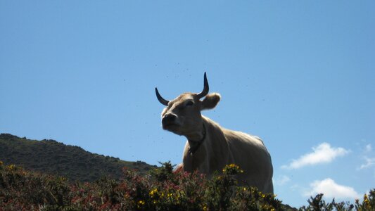 Horns picos de europa bull