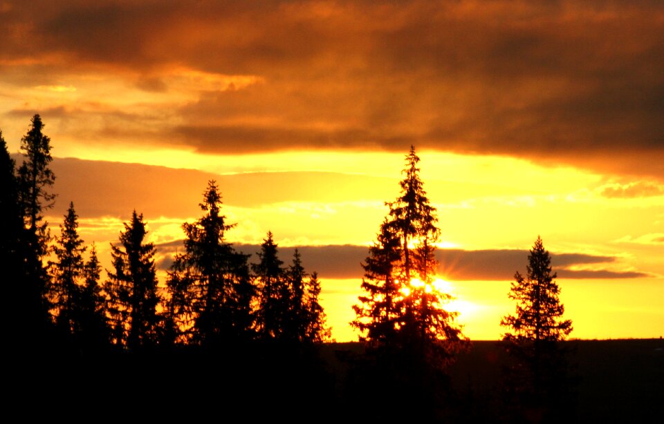 Forest tree sky