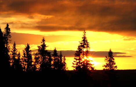 Forest tree sky