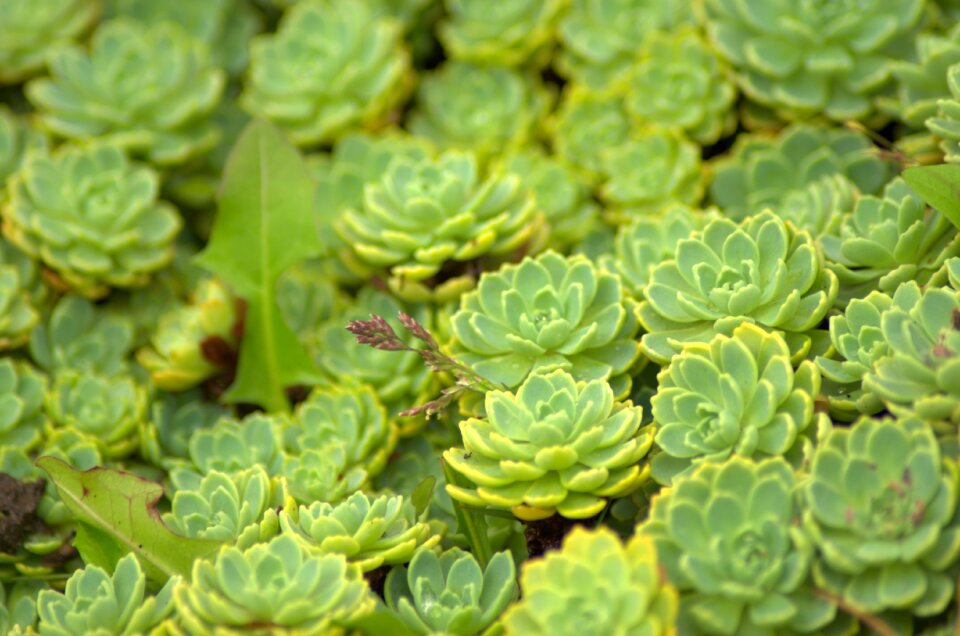 Flower nature perennial