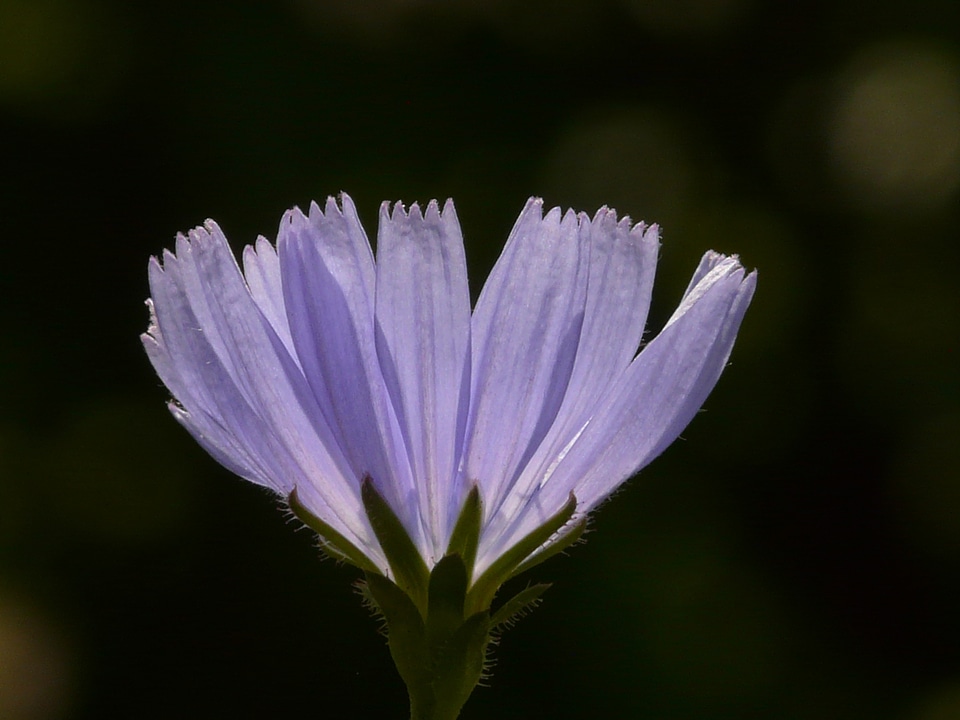 Hoverfly blossom bloom