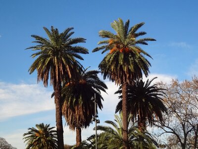 Palm trees buenos aires palermo photo