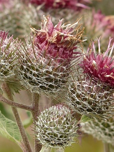 Bloom arctium tomentosum burdock