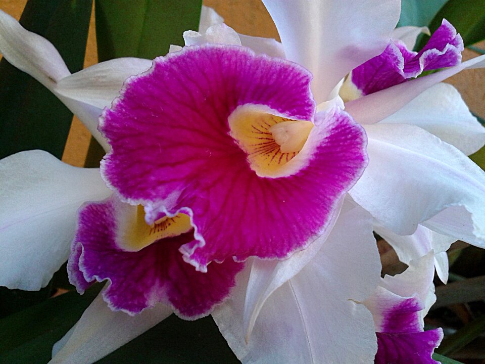 Flower nature plant