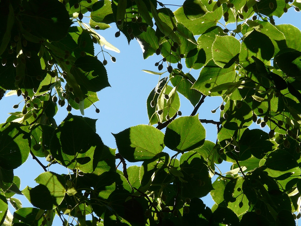 Linden seeds fruits winter linde
