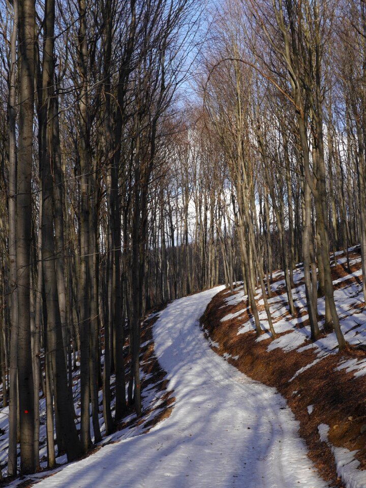 Male karpaty ski forest