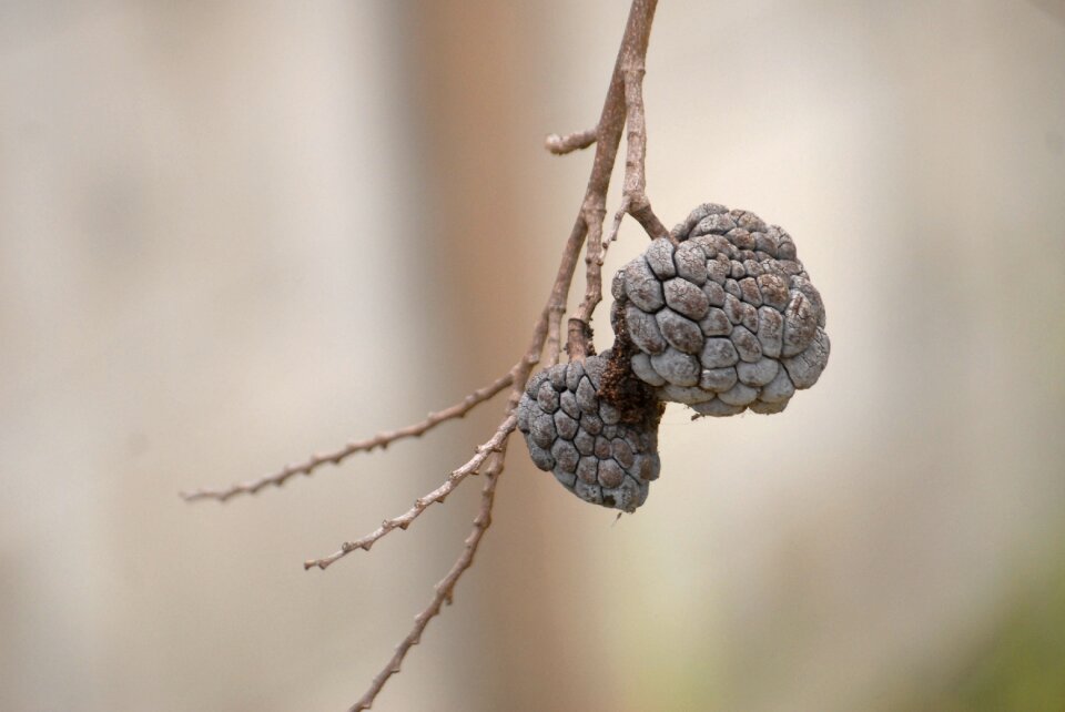 Dried custard apple background green leaf