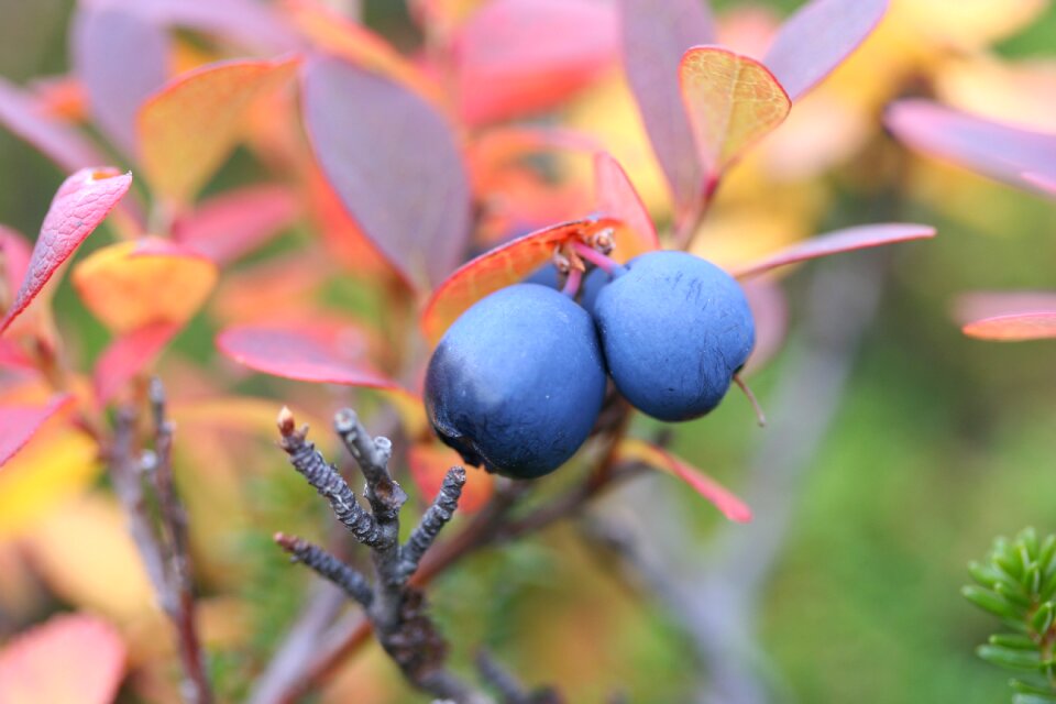 Autumn berry nature