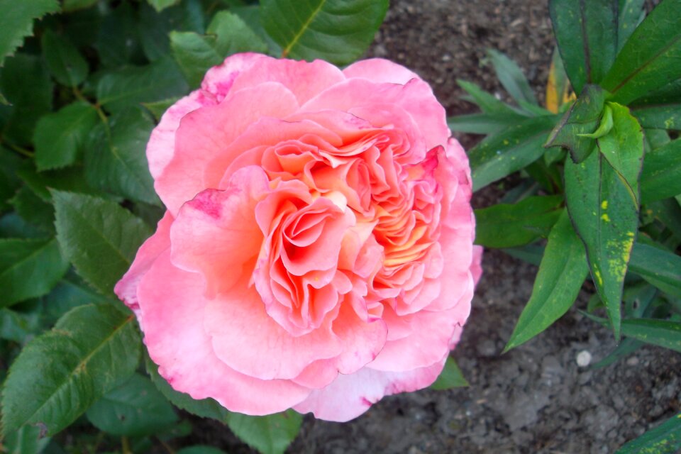 Rose bloom pink flower