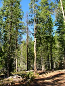 Bark pine photo