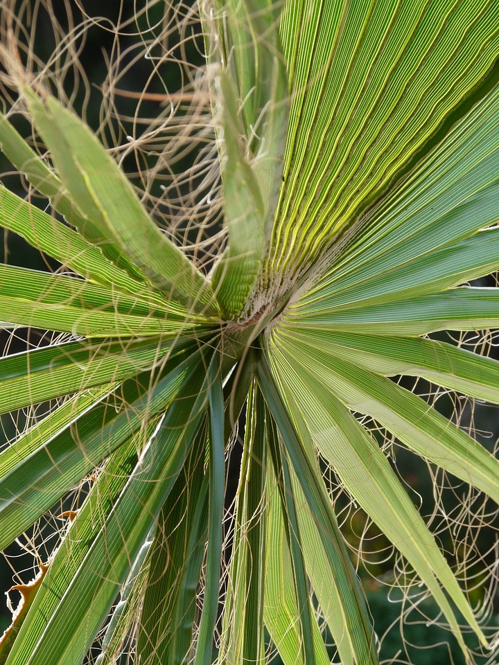 Fan palm light green plug