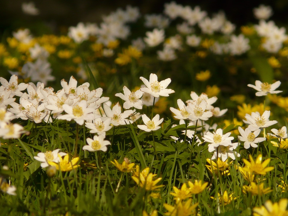 Flower blossom bloom