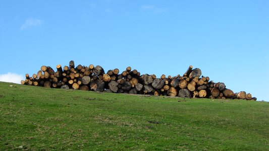 Trunks of trees pine nature photo