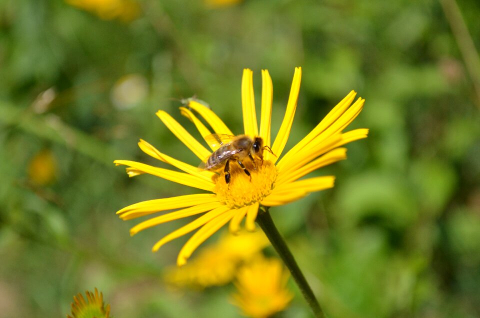 Bloom insect plant photo