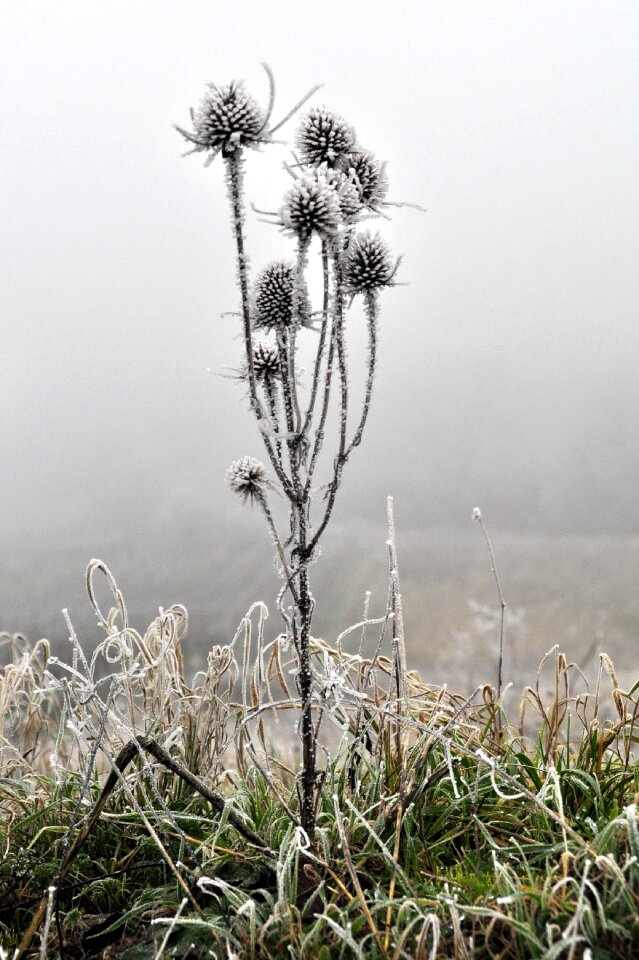 Freeze frost ice