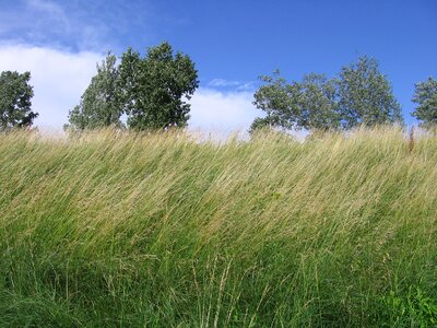 Summer field dry grass photo