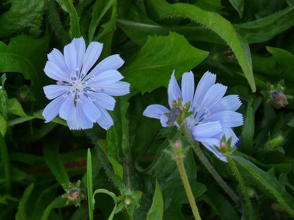 Light blue common chicory ordinary chicory