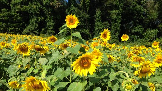 Yellow flowers garden