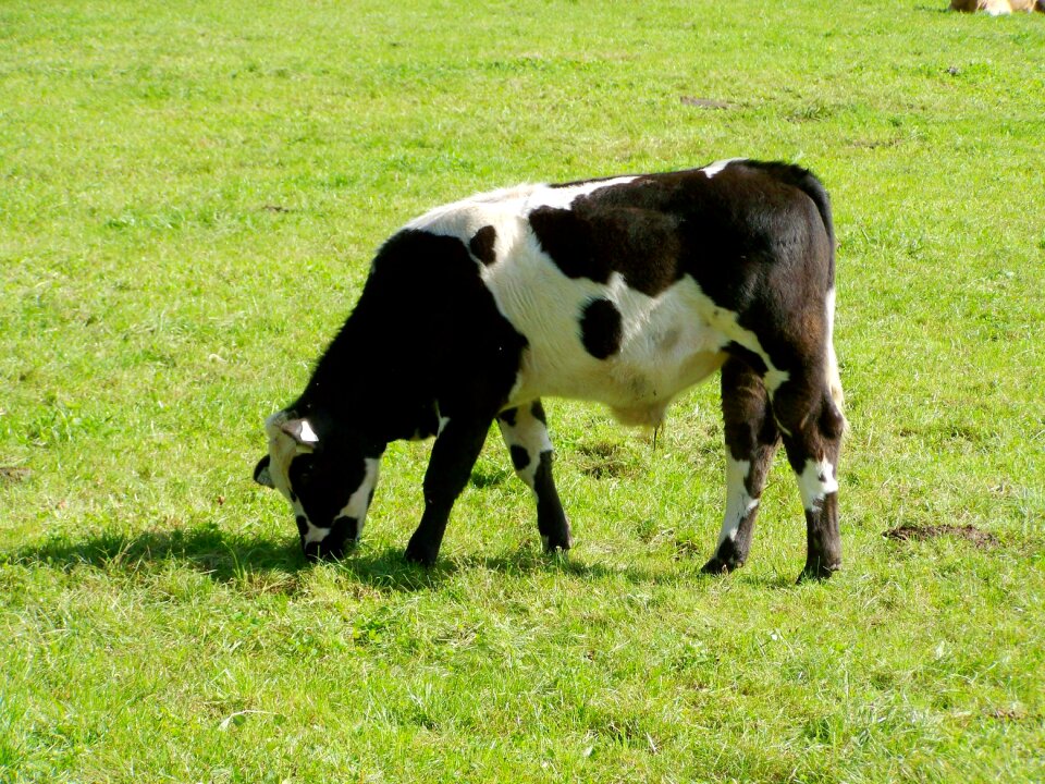 Livestoke cow tejeltehén