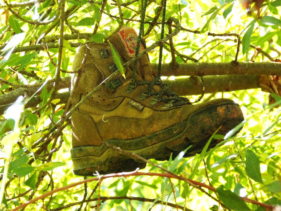 Abandoned green summer
