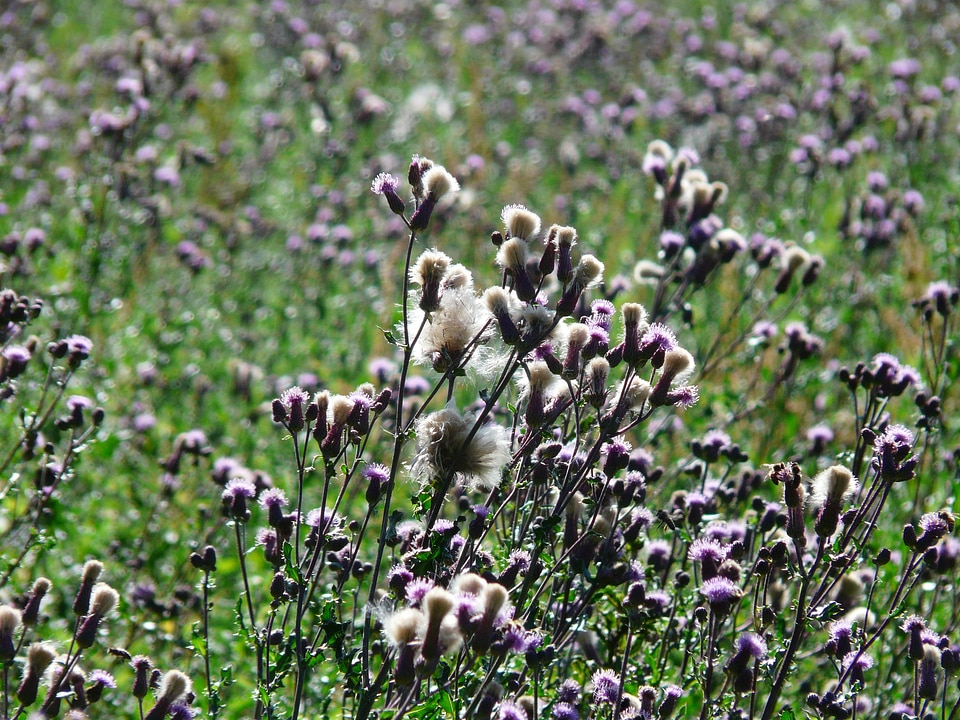 Cirsium arvense thistle field composites