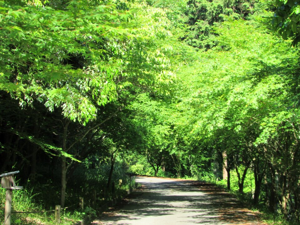 Park forest footpath