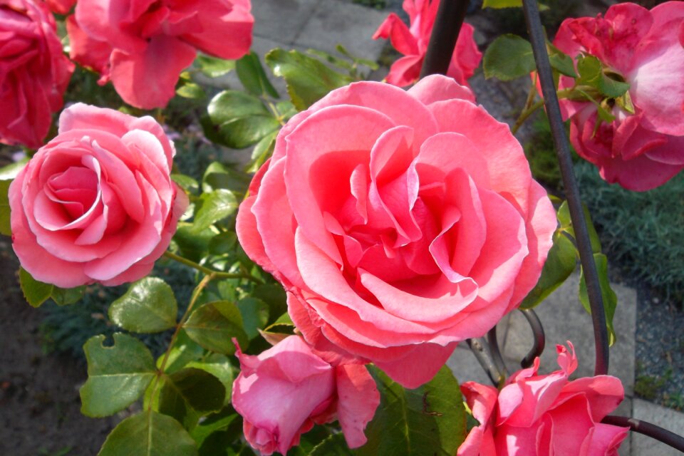 Flower pink plant