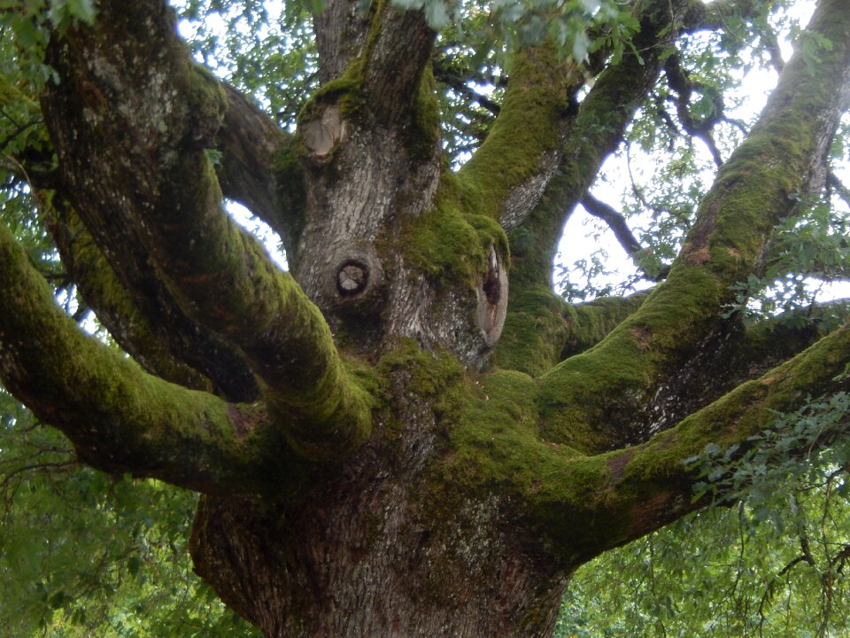 Branches trunk nature