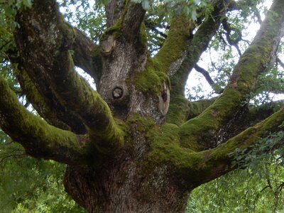 Branches trunk nature