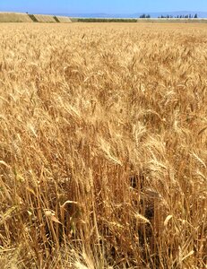 Landscape gold grain
