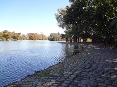 Trees groves of palermo buenos aires photo