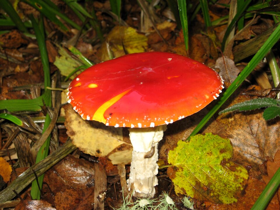 Nature fungi toxic